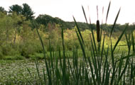 cattails bu an andover lake, photo courtesy of Bob Smith
